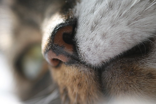 Cat's Nose Close Up