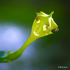 Ceropegia monteroiae flower - Smiley Face