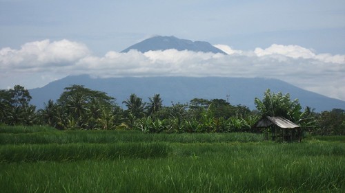 Volcano and rice paddies