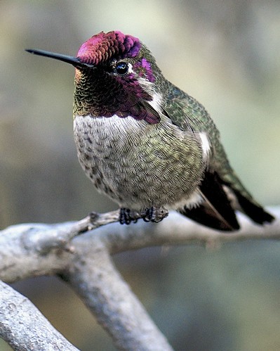 Hummingbird Portrait 10