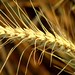 Baisakhi (?????)