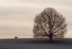 C M tree and cow June 2003