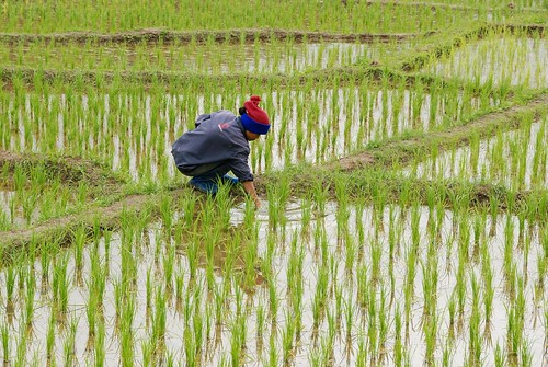 Karen people, rice growing in Doi In
