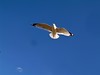 Bayshore Marina - Seagulls floating in the wind