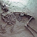 Pseudoprotoceras longinaris (fossil mammal with unborn fawn) (Chadron Formation, Upper Eocene; Chadronia Pocket, near Crawford, Nebraska, USA) 2