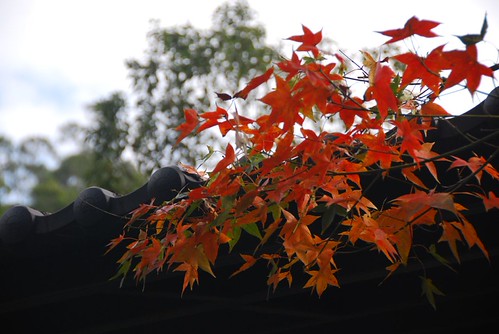 20080108 楓葉 相簿 頁 1 | FlickrLinkr