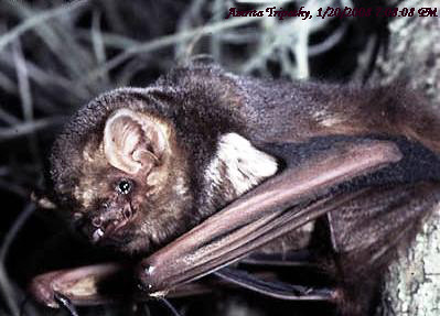 batty Bat