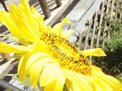 Sidewalk Sunflower