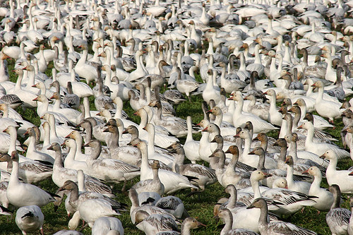 Snow Geese on Fir Island