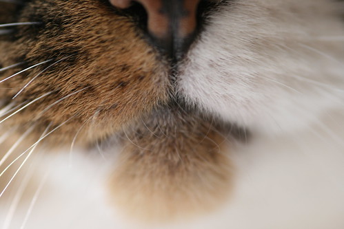 Cat's Nose Close Up 3