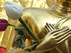Lotus flower on the Buddha