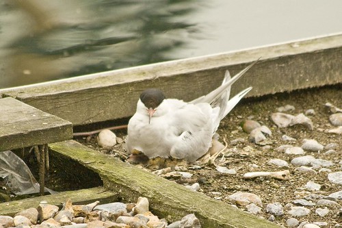 Tern Nest 2