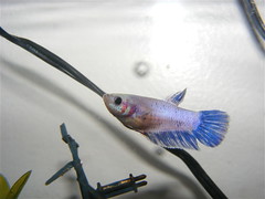 Day 89/366 - my new female Betta fish