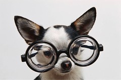 Chihuahua Glasses