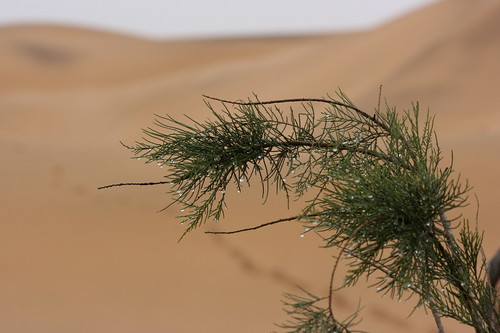 清晨噙露的沙漠灌叢