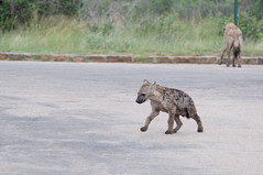 Hyena pup