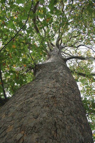 Horse Chestnut Tree