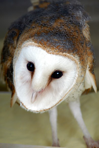 Suvali the owl at Wild Friends
