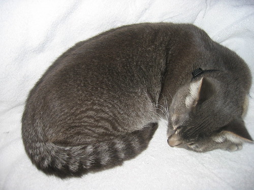 blue abyssinian tabby mix