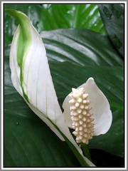 Spathiphyllum spp. 'Wallisii' (Peace Lily)