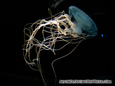 Elegant white dancing jellyfish