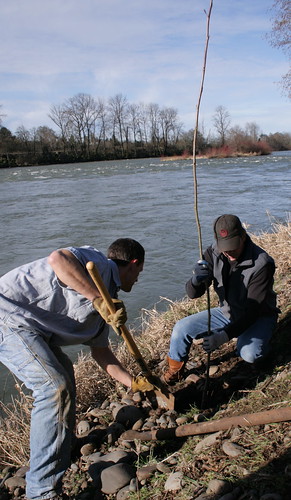 Trout Unlimited Tree Planting