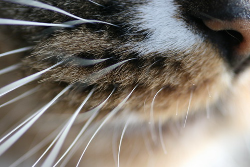 Cat Whiskers