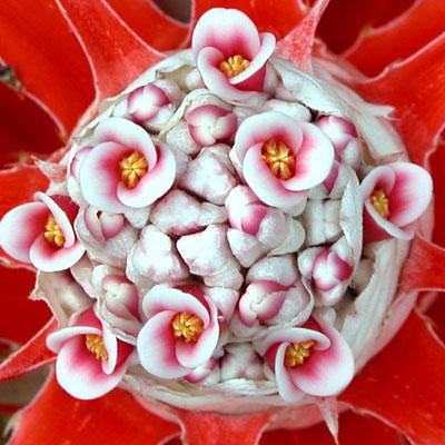 Bromelia balansae flowers