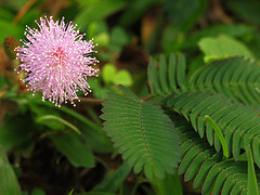 mimosa pudica