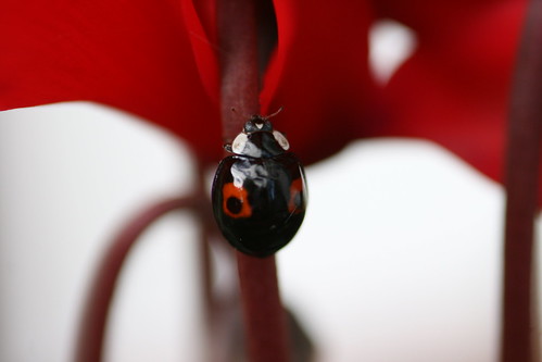 Black Ladybird with 2 Red Spots - Pine Ladybird??
