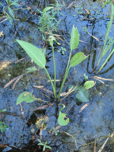 water plantain.jpg
