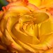 A Yellow Rose by Fomo