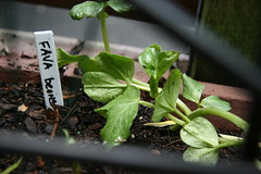 favas with label