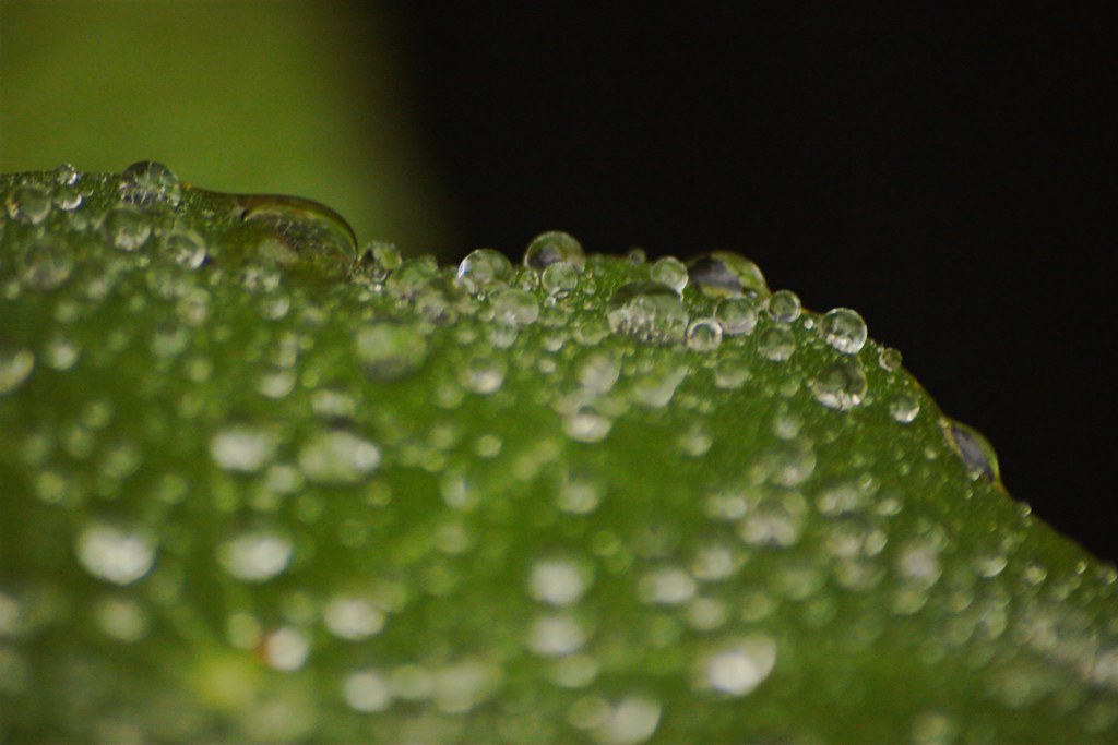 dew on a nastertium leaf