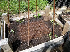 Vegetable Garden 2009