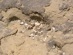 Fossili di Glycymeris a Tursi