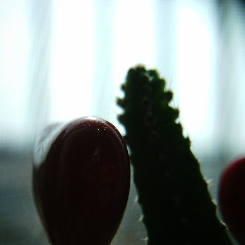 【写真】Cactus