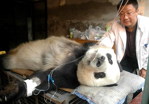 Sick Panda on Life Support