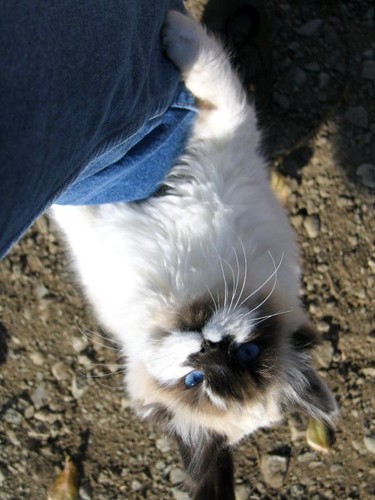 cute kitten climbing denimed leg