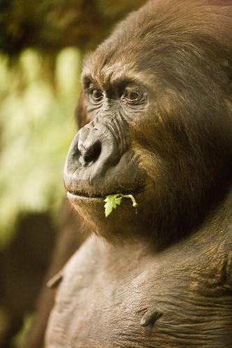 A close up of one of the gorillas from the New York Natural History Museum diorama