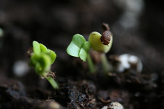 kale sprouts