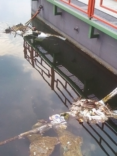 Coot Grebe Nest