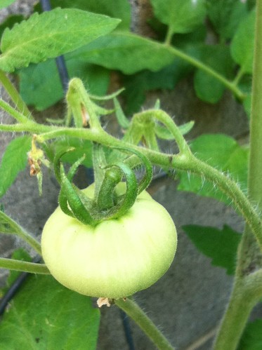First tomato!