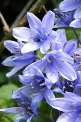 Spanish Bluebell (Hyacinthoides hispanica)