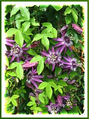 Purple Passion Flower or Maypop (Passiflora incarnata) at Sungai Buloh nursery