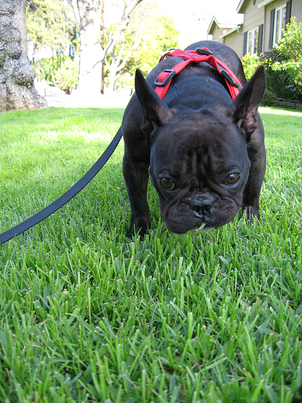 Sherman-Oaks-grass-3, dog eating grass, why do dog's eat grass, french bulldog, black french bulldog, frenchie, small dogs, cute dog video, is it okay if dog's eat grass