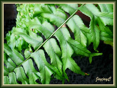 Nephrolepis falcata cv. furcans (Fishtail Swordfern, Forked/Weeping Sword Fern) in our garden, May 2009