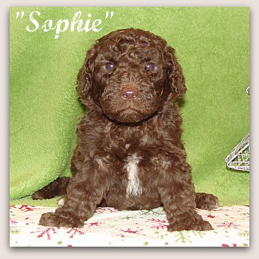 Sophie - Chocolate Australian Labradoodle