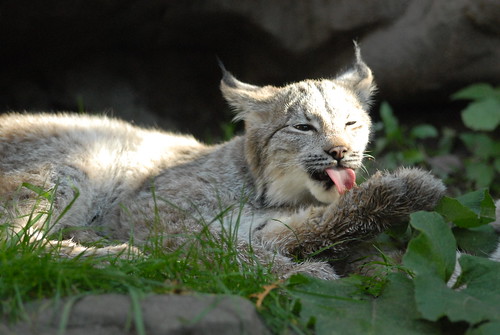 Canada Lynx (Lynx canadensis)