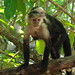White faced capuchin monkey at Cahuita